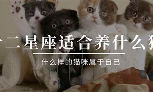 12星座专属宠物猫咪_十二星座专属宠物猫